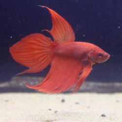 Betta spl. vyr. veiltail red