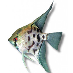 Pterophyllum scalare jaguar