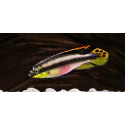 Pelvicachromis super red