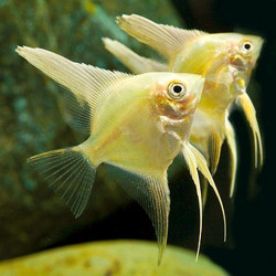 Pterophyllum scalare gold