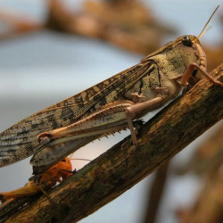 Locusta migratoria L