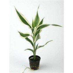 Dracena sanderiana