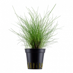 Eleocharis parvula