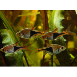 Rasbora heteromorpha