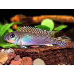 Nanochromis nudiceps