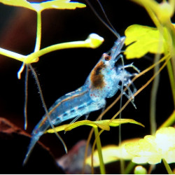 Neocaridina heteropoda Blue...