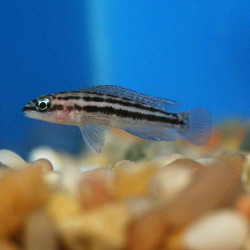 Julidochromis dickfeldi