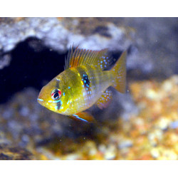 Papiliochromis ramirezi...