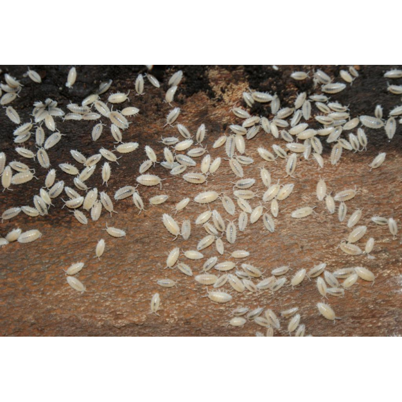 Trichorhina tomentosa