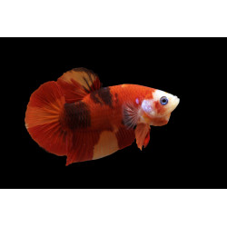 Betta spl. vyr. KOI