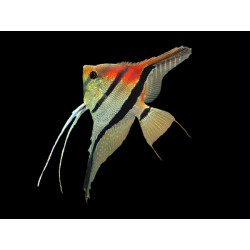 Pterophyllum scalare...