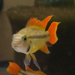 Apistogramma caatuoides orange