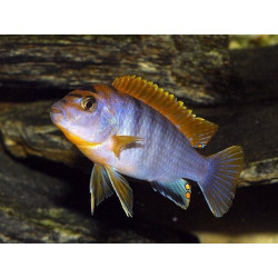 Labidochromis hongi red top